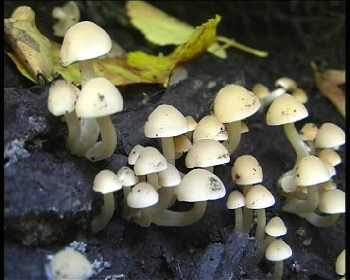 Psathyrella cernua   ( Vahl.:Fr. )  Hirsch